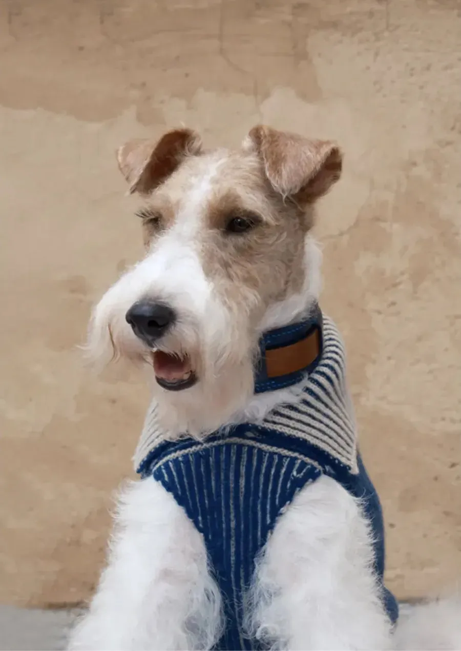 Double-sided Merino Wool Stripe Dog Jumper